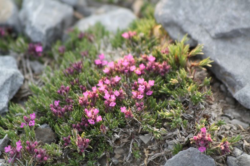 Thymus boissieri?